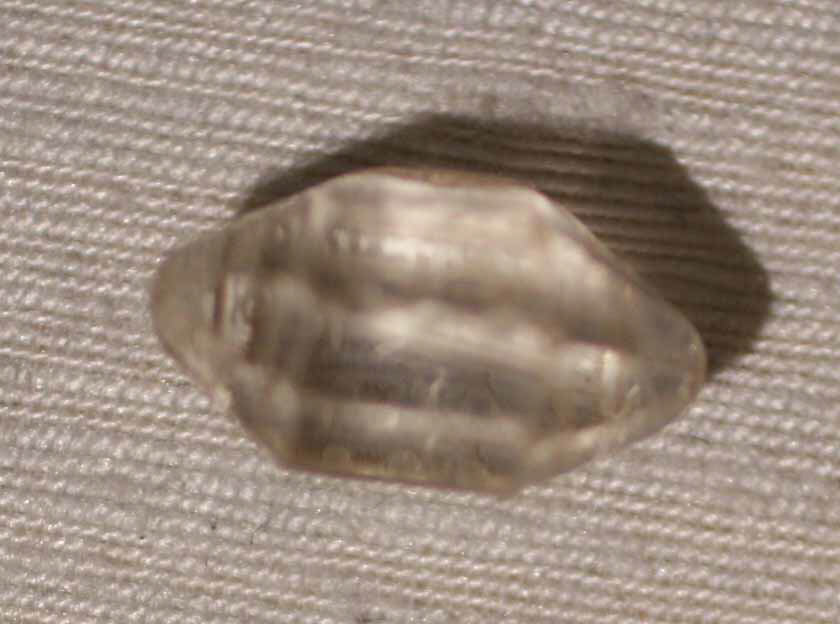 Sartorial Specimen