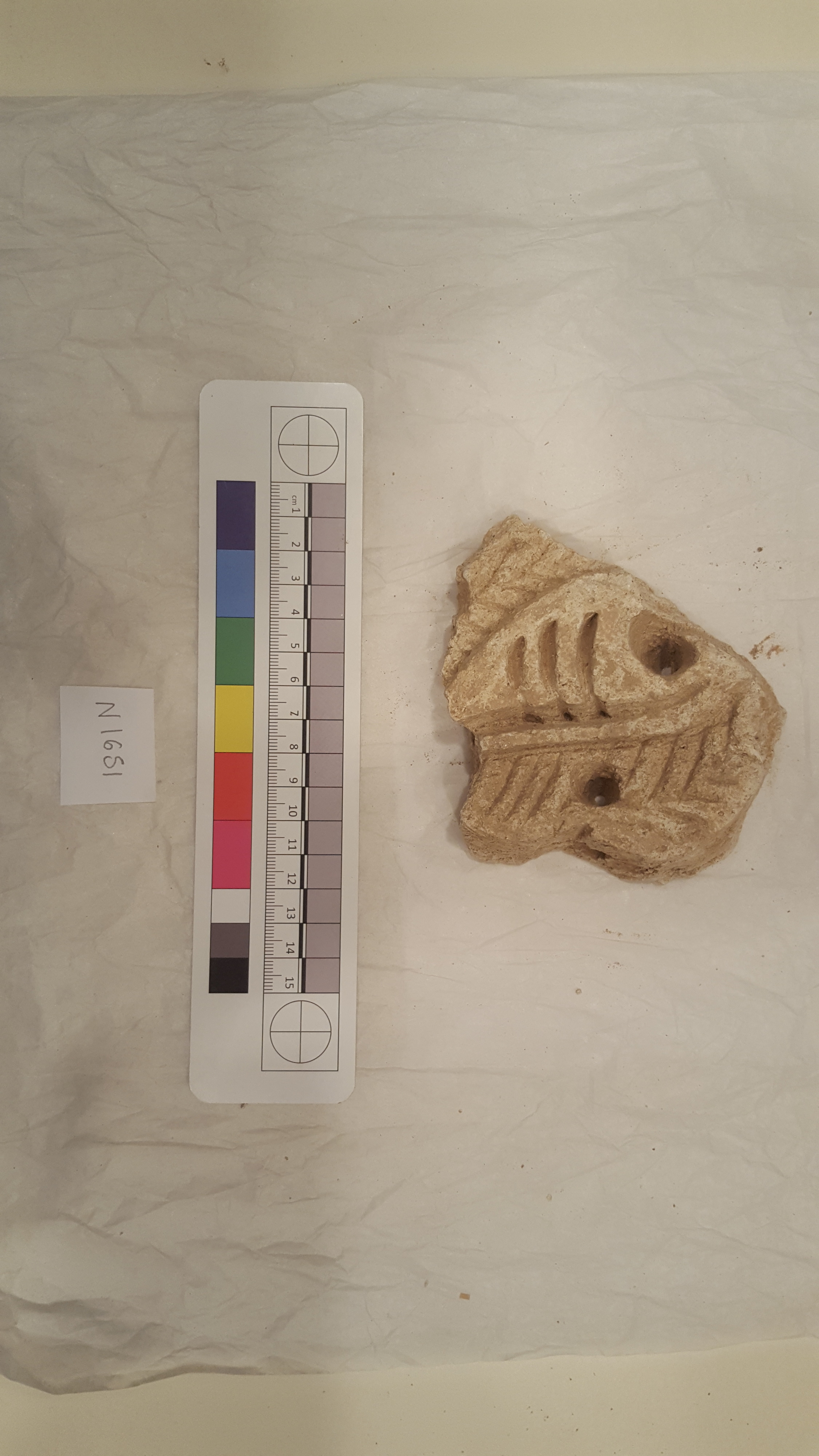 Sartorial Specimen