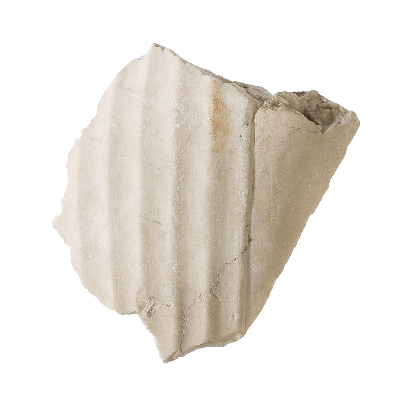 Sartorial Specimen