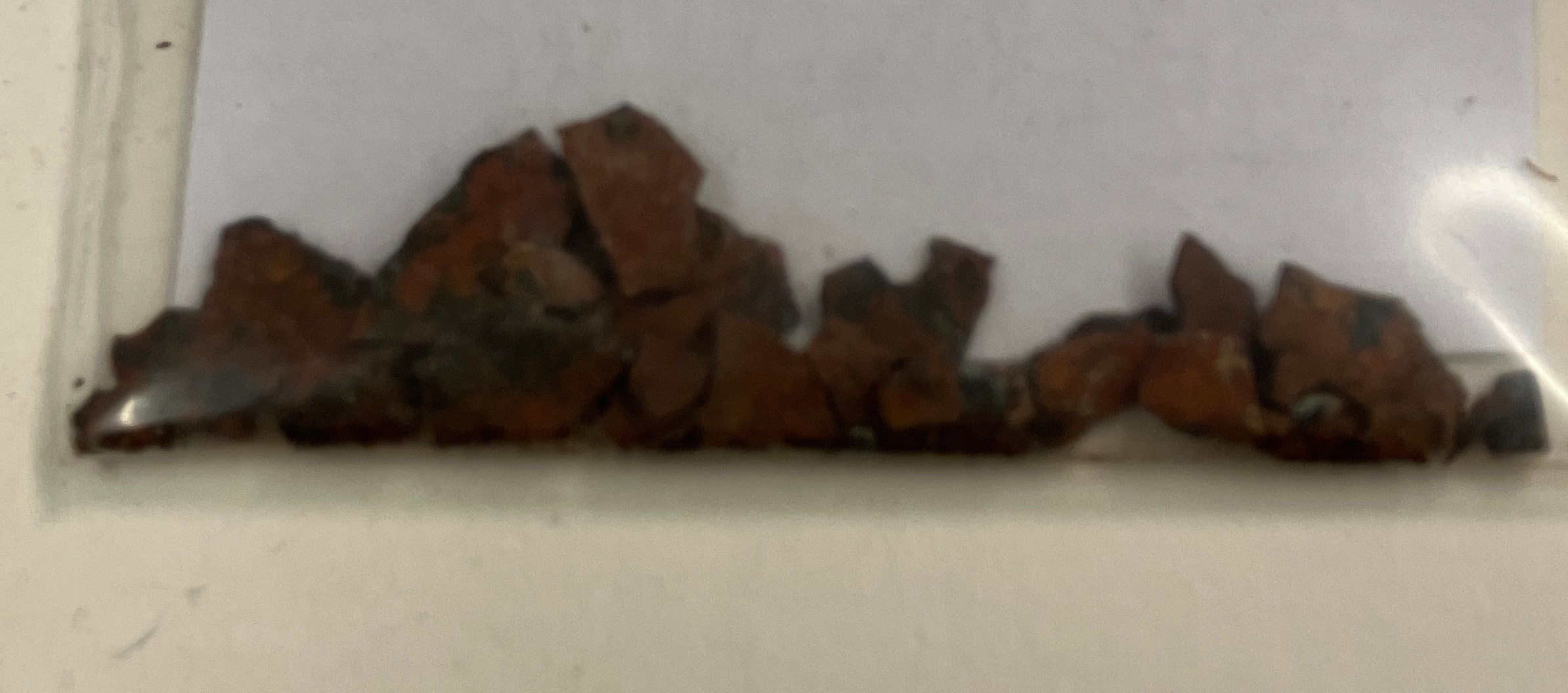Sartorial Specimen