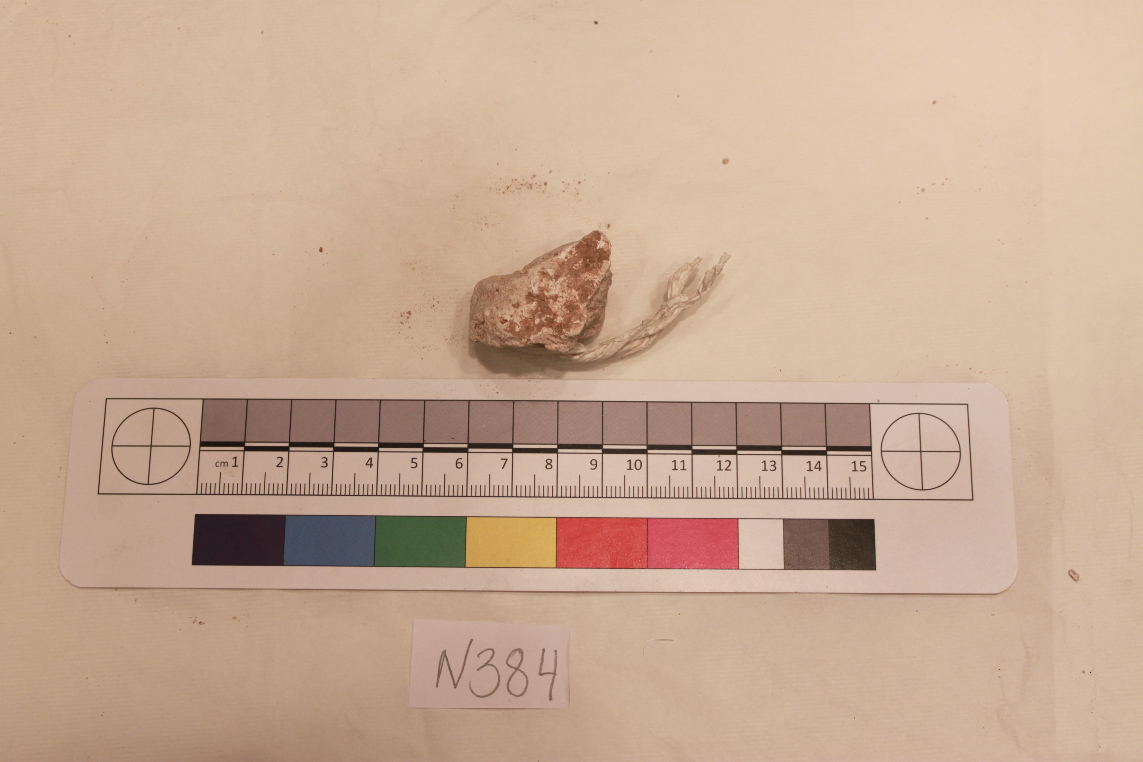 Sartorial Specimen