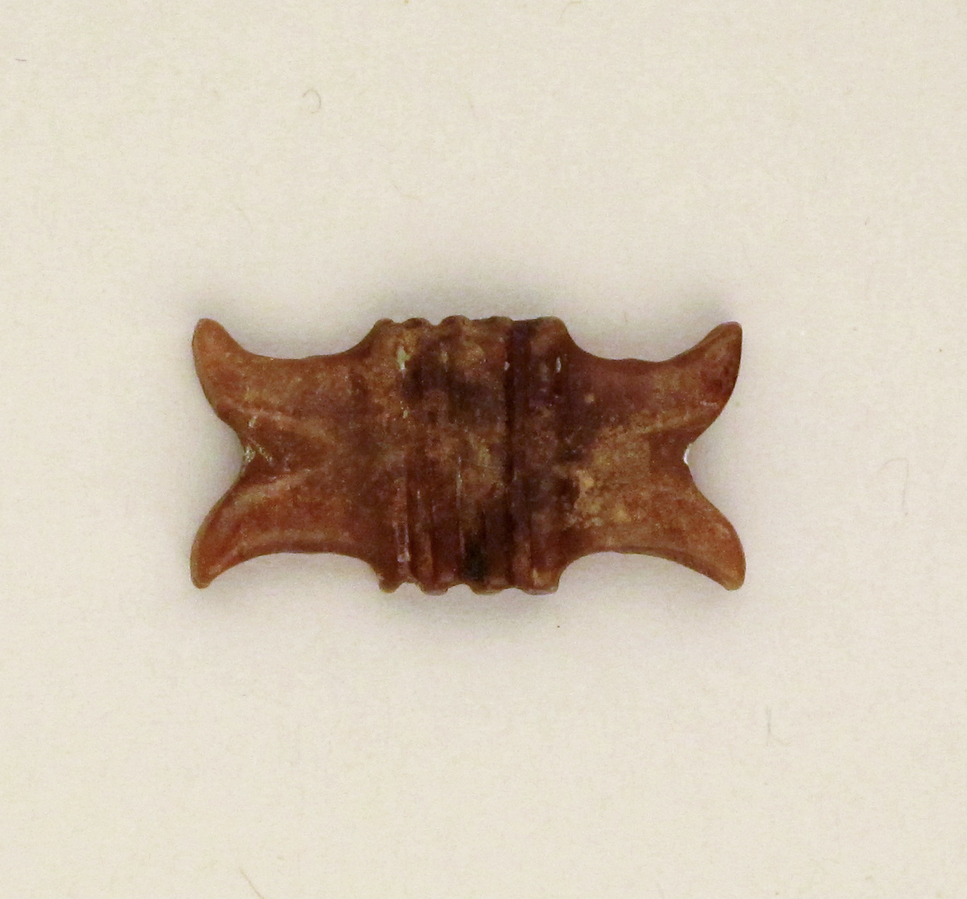 Sartorial Specimen