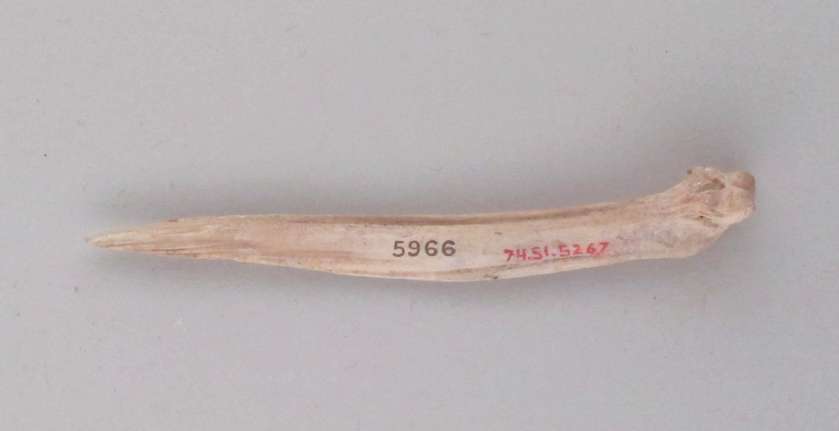 Sartorial Specimen