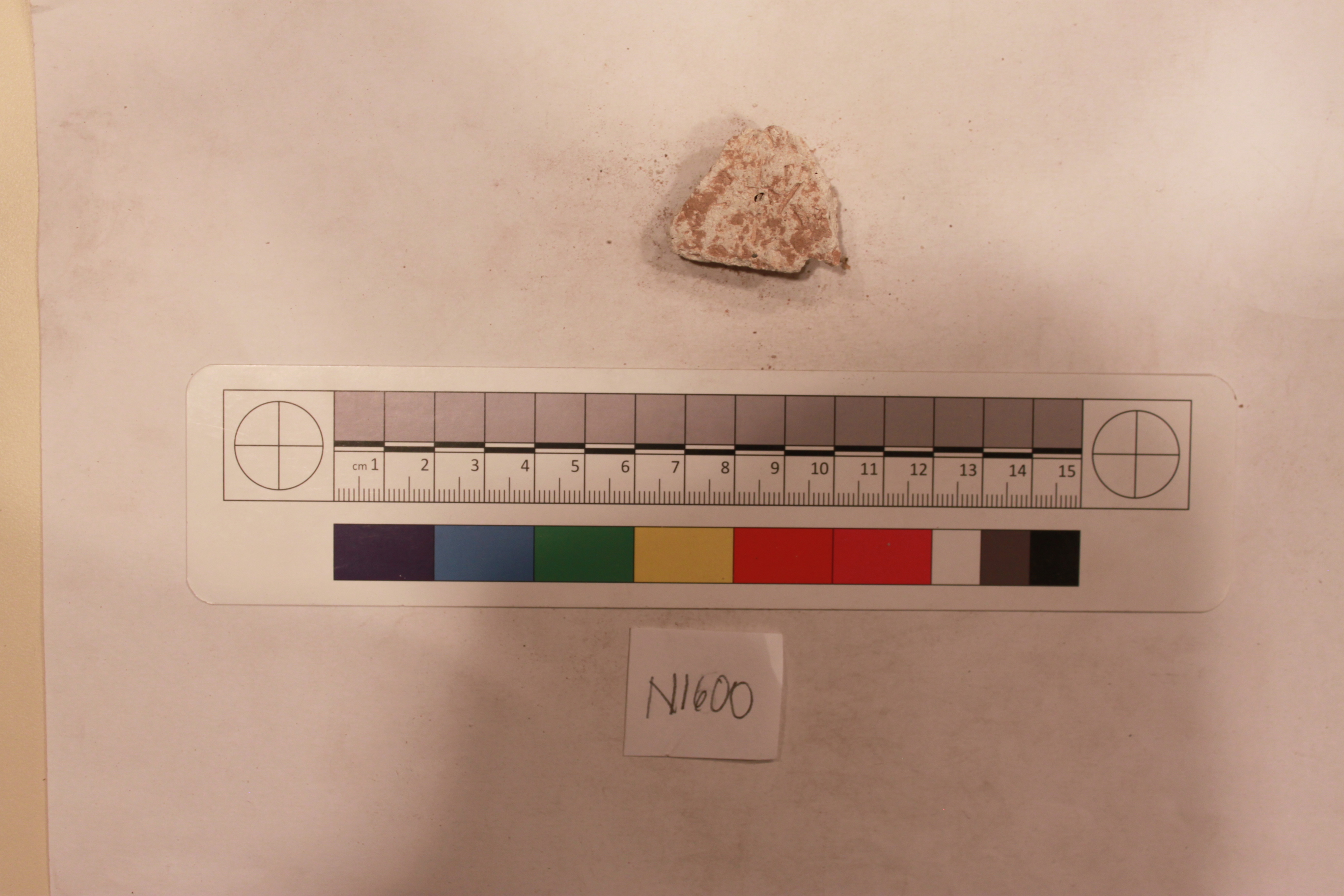 Sartorial Specimen